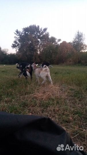 Две козы, козел