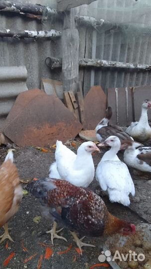 Мускусные утки тяжелые линии