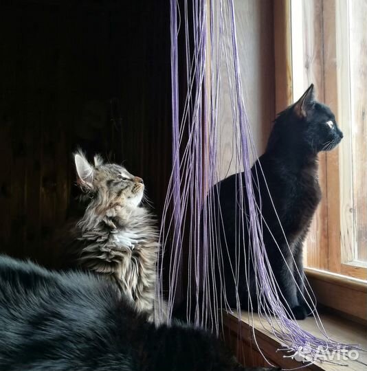 Подарю котят