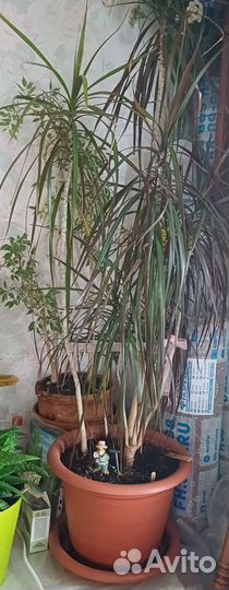 Драцена пальма