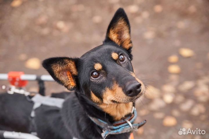 В добрые руки Каролина - собака на коляске