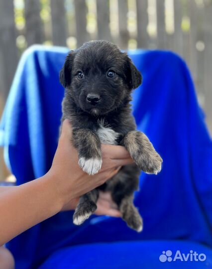 Щенки в добрые ручки мальчики красавчики