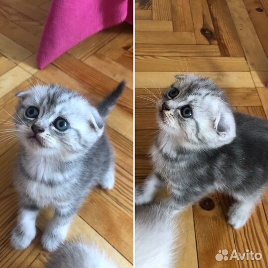 Шотландские котята