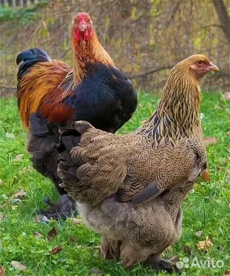 Куры молодки Брама