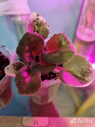 Фиалка детки сортовые