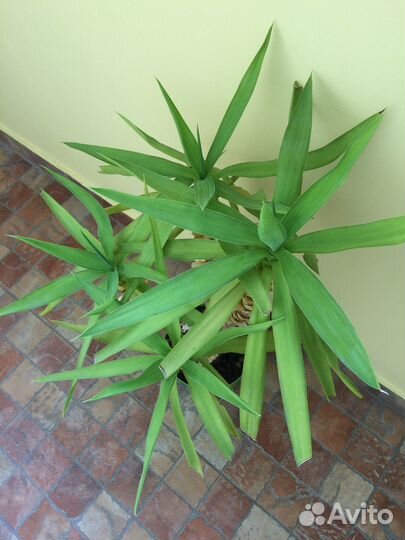 Пальма Юкка слоновая 4 ствола 65 см (с горшком)