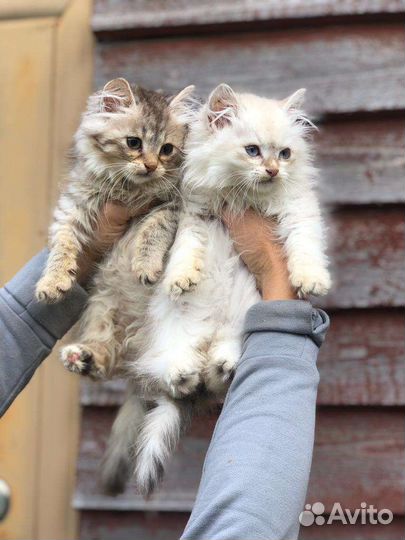 Сибирские котята