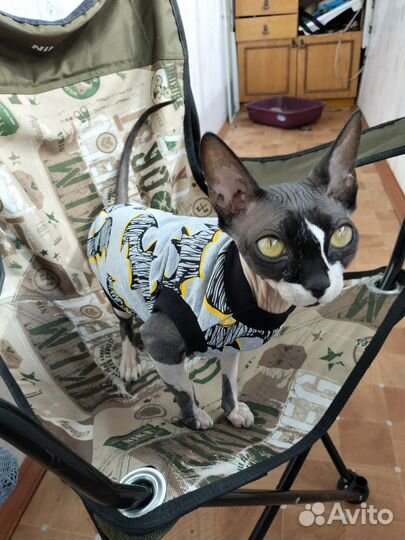 Канадский сфинкс