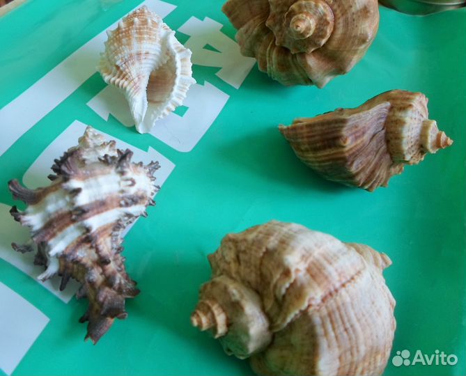 Ракушки интерьерные из океана и моря