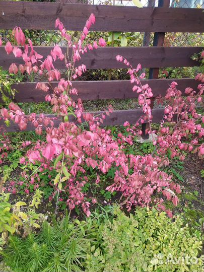 Спирея грефшейм, хоста, бересклет