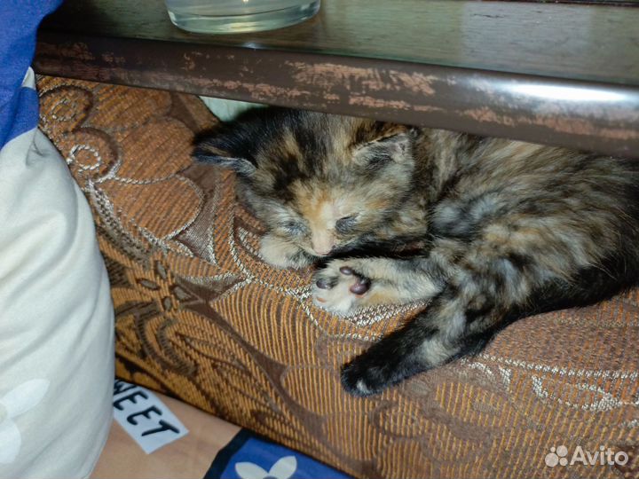 Кошечка, 2 месяца