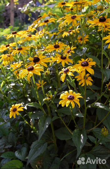 Садовые Цветы