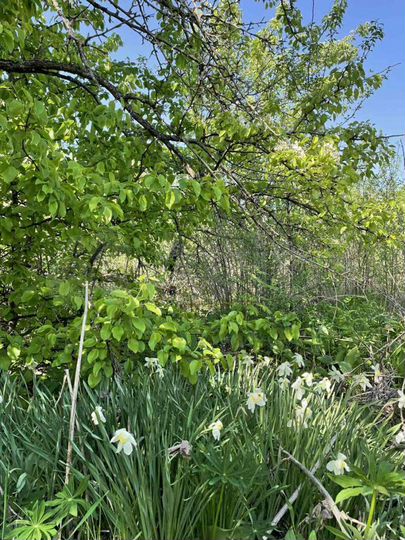 Дача 40 м² на участке 6 сот.