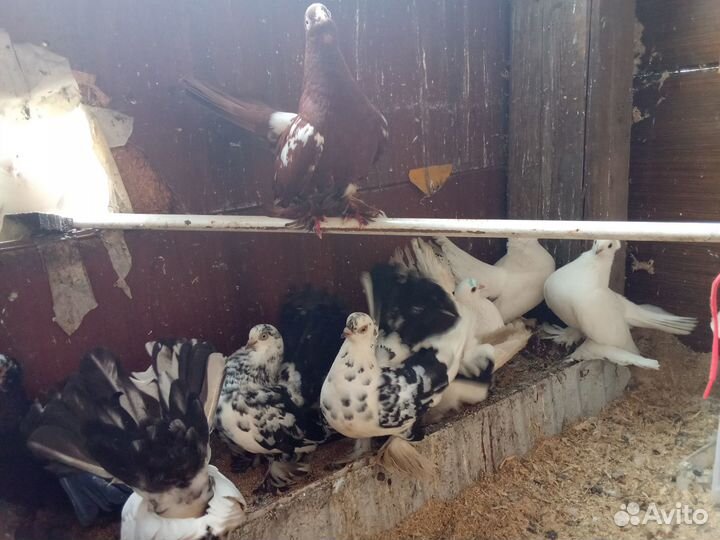 Голуби оптом. Цена указана за всех