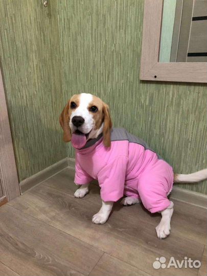 Зимний костюм для собак