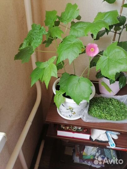 Бегония декоративно лиственная