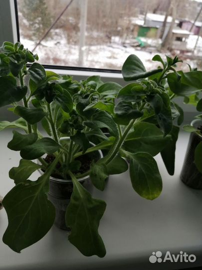Продам рассаду петунии грандифлора