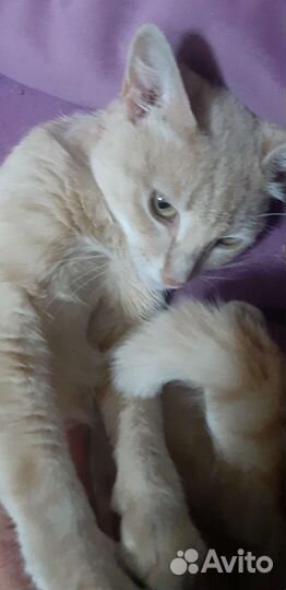 Молодая кошечка