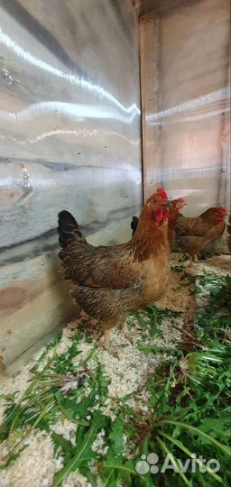 Куры несушки суточные и подрощенные