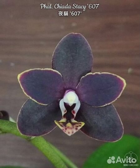 Ароматные орхидеи