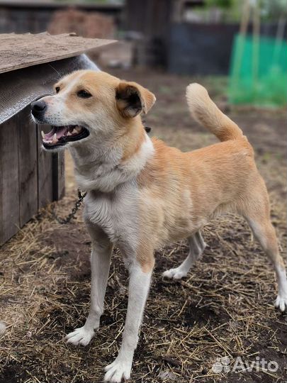 Мона - маленькая собака в добрые руки