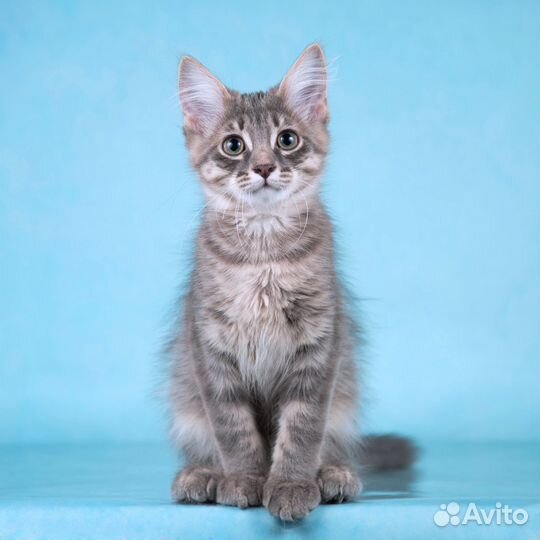 Пушистый котёнок Бархан в добрые руки