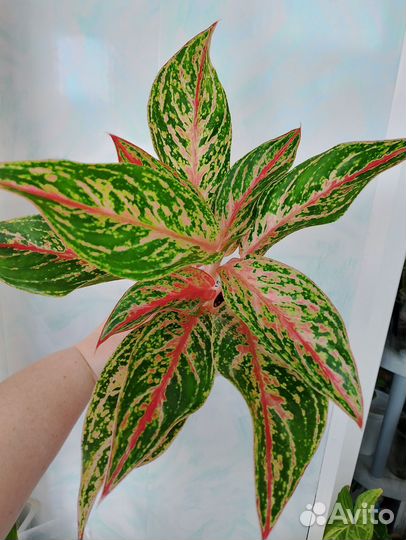 Аглаонемы 17