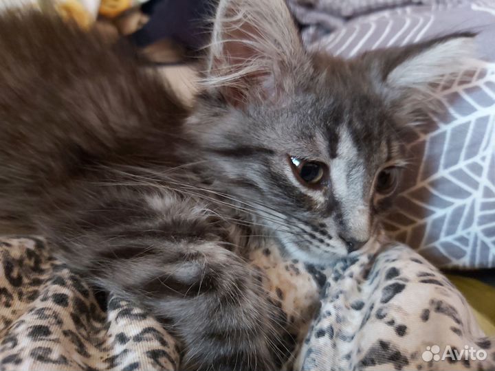 Сибирский котенок мальчик в добрые руки