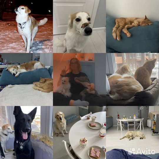 Зоогостиница