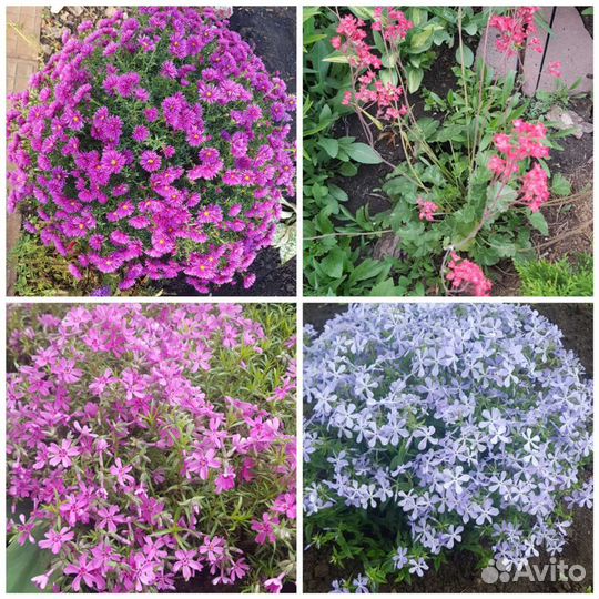 Многолетние цветы