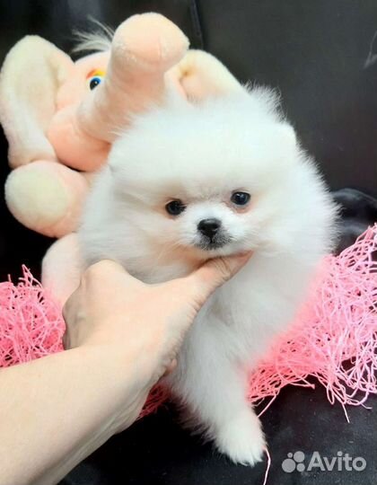 Белый померанский шпиц мальчики