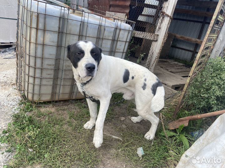 Собака алабай бесплатно