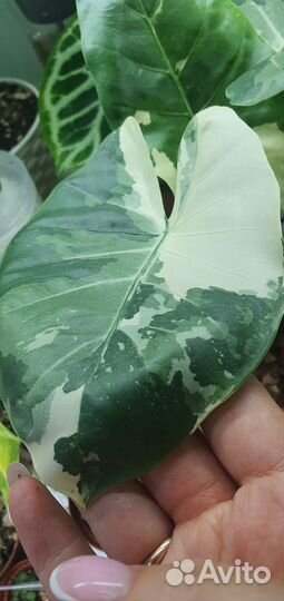 Алоказия макрориза вариегатная