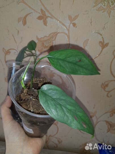 Эпипремнум пинантум себу блю