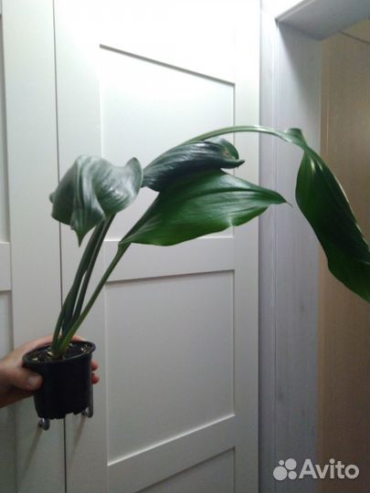 Эухарис амазонская лилия