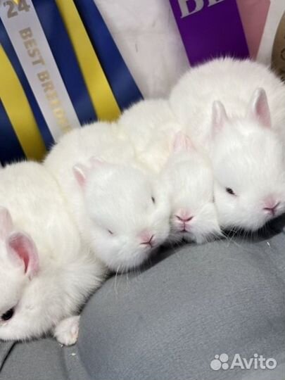 Чистопородные гермелины и минилопы