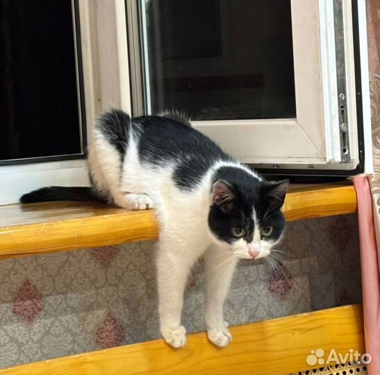 Котик -подросток