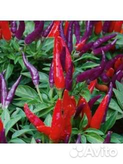 Рассада перца