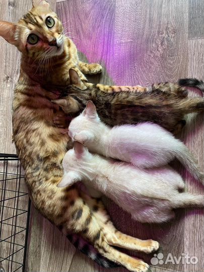 Коты бенгалы