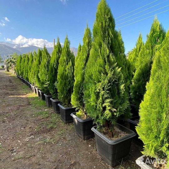 Туя смарагд с доставкой