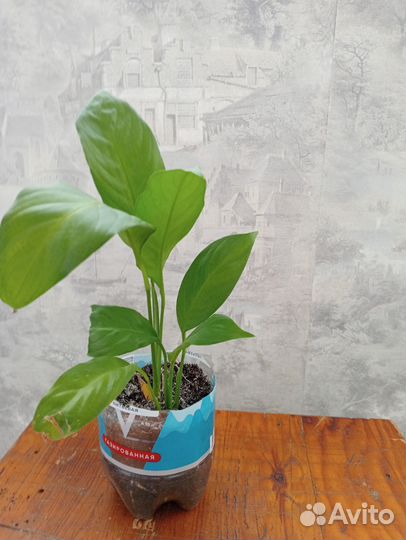 Спатифиллум