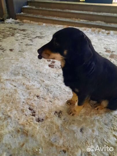 Найдена собака