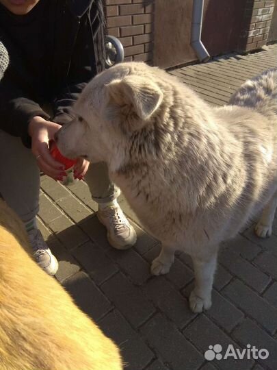 Собака белая метис лайка