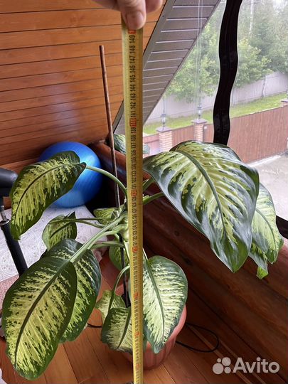 Диффенбахия