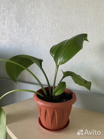 Эухарис амазонская лилия