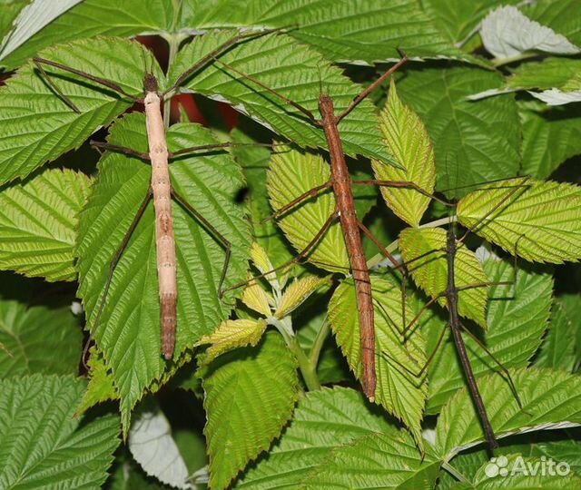 Редкие палочники (8 видов)