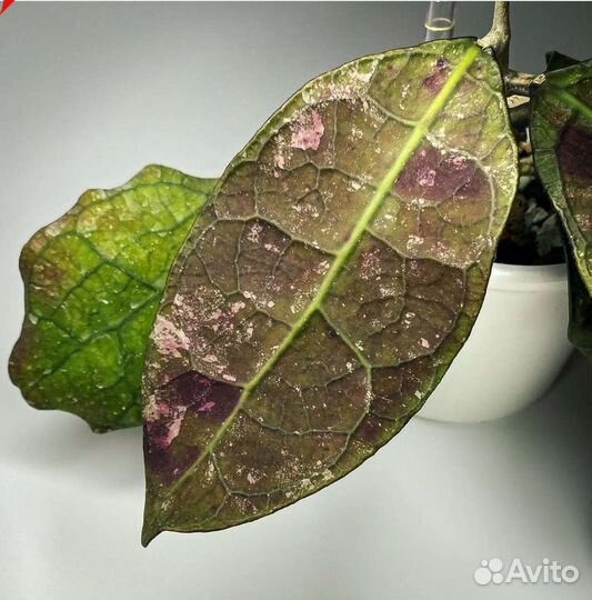 Хойя sp. Lata Iskandar A, Хойя компакта регалис