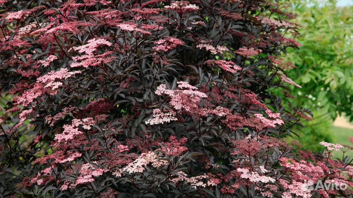 Блек бьюти мадонна - бузина разные сорта почта