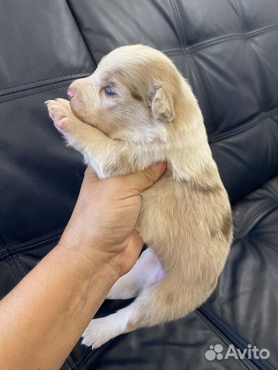 Бордер колли