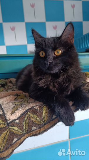 Пушистая милашка